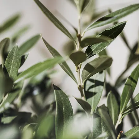 Appartementhaus Sennhüttn Aparthotel Finkenberg